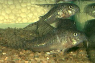 Corydoras steindachneri